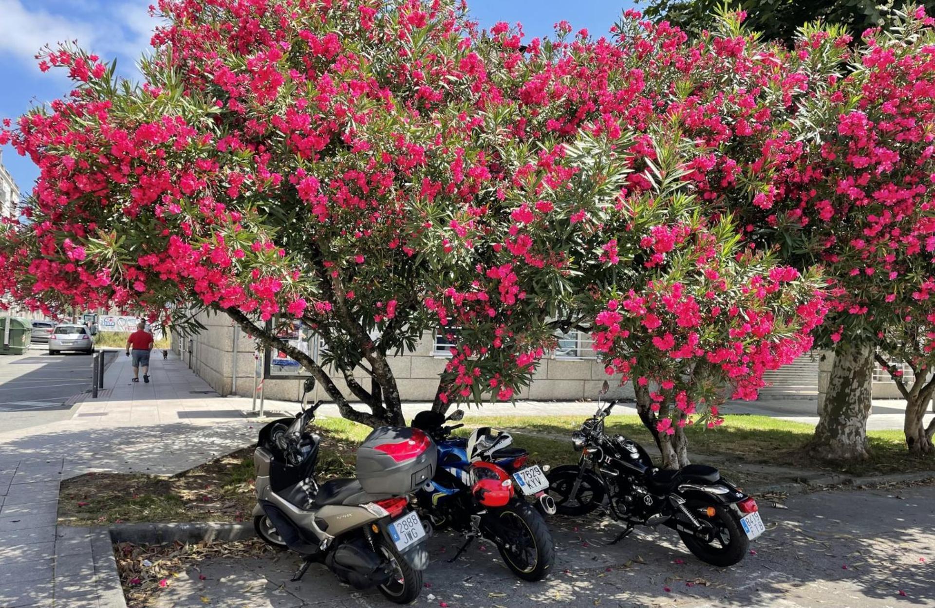 Atico Deluxe Muy Cerca De La Playa, Parking Gratis Lägenhet Moaña Exteriör bild